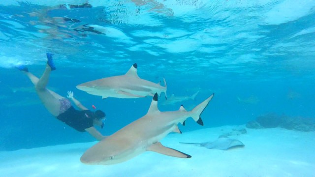 Swimming with sharks