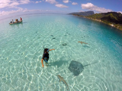 In the water with stingrays and sharks