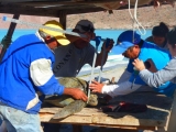 measuring-a-turtle-in-caleta-partida