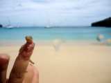 Gecko on the beach