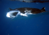 Swimming with mantas